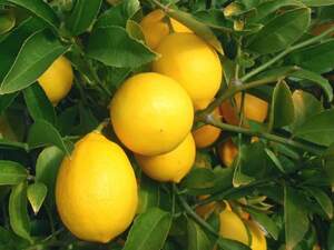 Лимон Мейєр (Citrus Limon Mejer) 3 роки